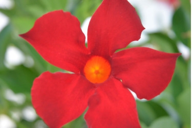 Mandevilla Forever Red Variety Thumbnail.jpeg